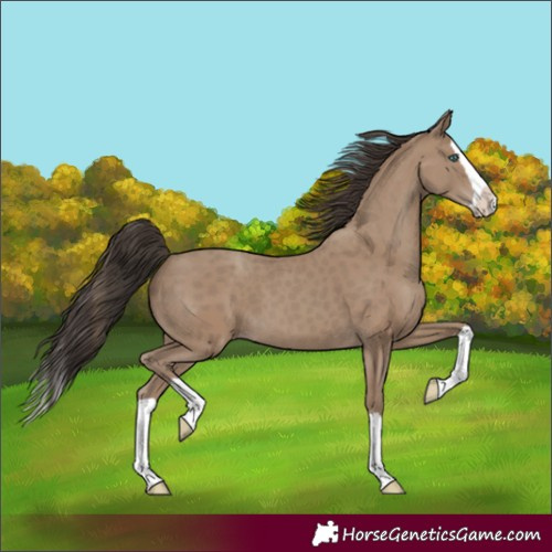 Horse Color:Unknown 