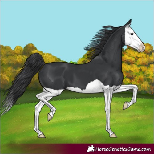 Horse Color:Unknown 