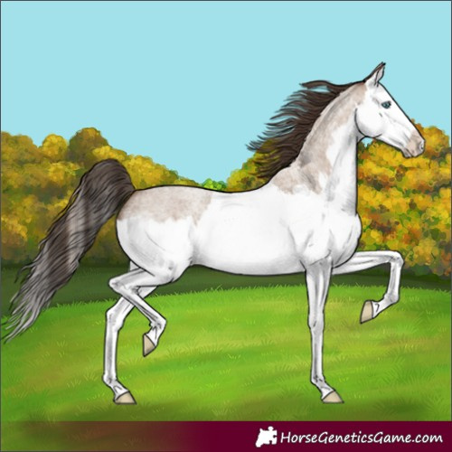Horse Color:Classic Champagne Roan Splash