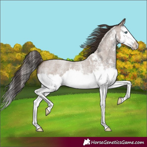 Horse Color:Classic Champagne Roan Sabino Splash 
