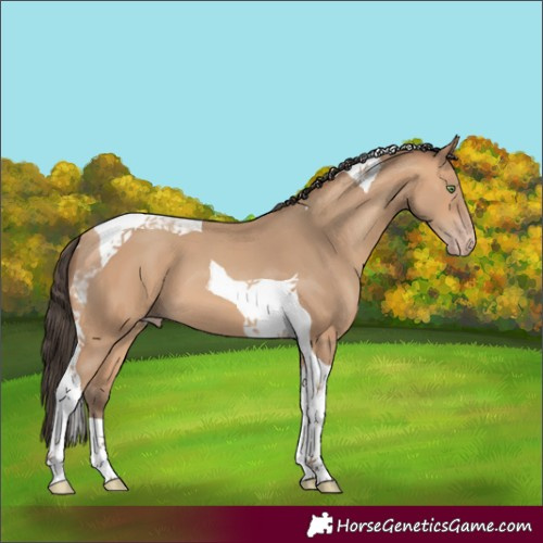Horse Color:Amber Champagne Tobiano 