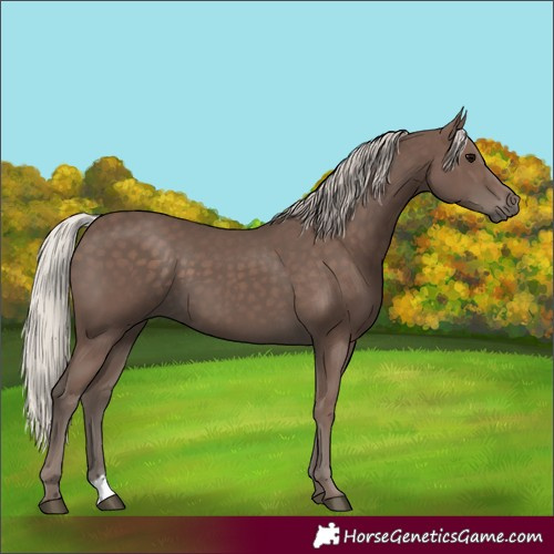 Horse Color:Silver Black