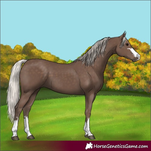 Horse Color:Silver Black