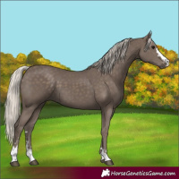 Horse Color:Silver Black