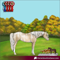 Horse Color:Powder White Silver Buckskin Pearl Tobiano