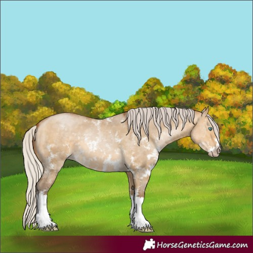 Horse Color:Gray Silver Buckskin Pearl Dun Sabino 
