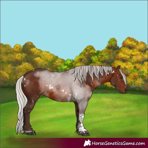 Horse Color:White Spotted Silver Brown Tobiano