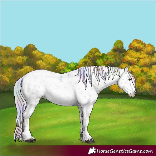 Horse Color:Nacre Plaid White Spotted Silver Bay Dun Sabino Rabicano