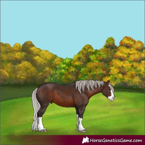 Horse Color:Silver Brown Sabino Splash 