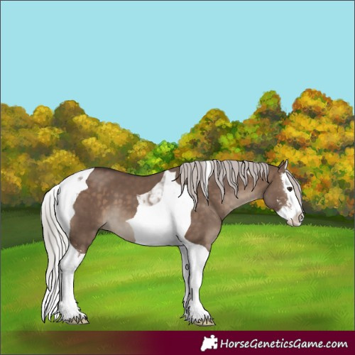 Horse Color:Silver Brown Dun Sabino Splash Tobiano