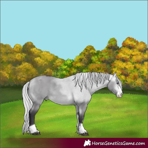 Horse Color:Silver Buckskin Chinchilla Dun Sabino Tobiano 