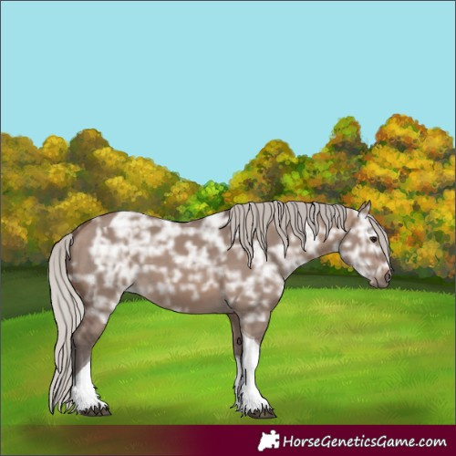 Horse Color:Silver Brown Ice Dun Tobiano 