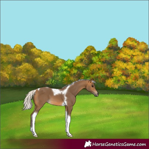 Horse Color:Silver Buckskin Tobiano
