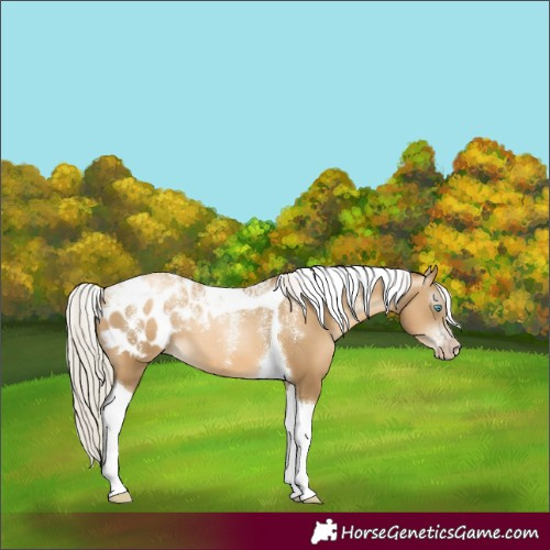 Horse Color:Powder White Gray Silver Sable Cream Champagne Pearl Tobiano Appaloosa 