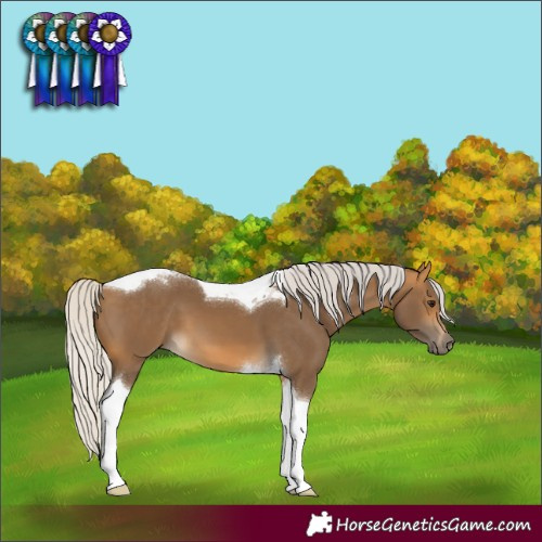 Horse Color:Silver Buckskin Tobiano