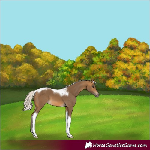 Horse Color:Silver Buckskin Tobiano