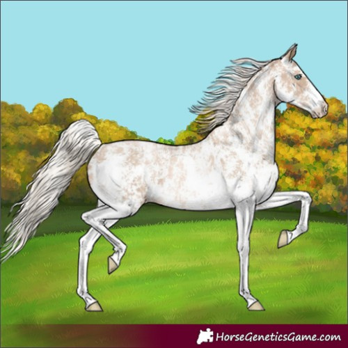Horse Color:Chocolate Palomino Pearl Sabino Appaloosa Rabicano  and Chocolate Palomino Pearl Sabino Appaloosa Rabicano 