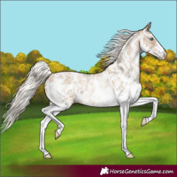 Horse Color:Chocolate Palomino Pearl Sabino Appaloosa Rabicano and Chocolate Palomino Pearl Sabino Appaloosa Rabicano