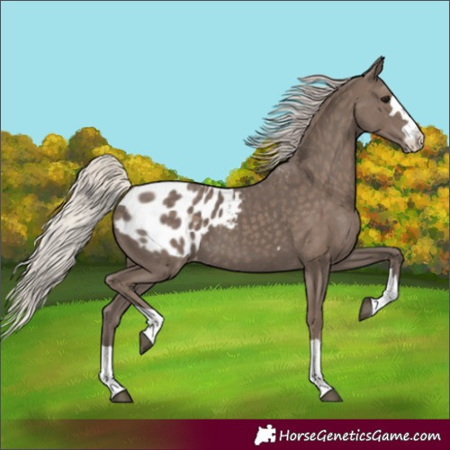 Horse Color:Silver Black Appaloosa