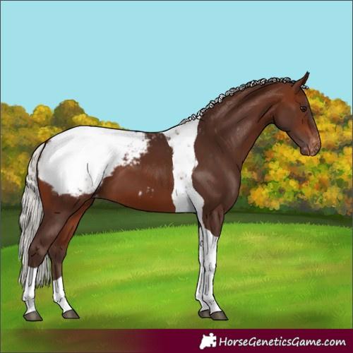 Horse Color:Silver Brown Tobiano Appaloosa