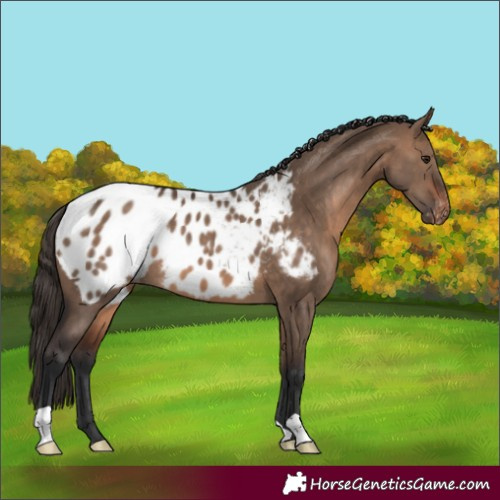 Horse Color:Brown Dun Appaloosa 