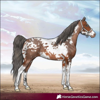 Horse Color:Bay Merle Tobiano Frame Appaloosa 