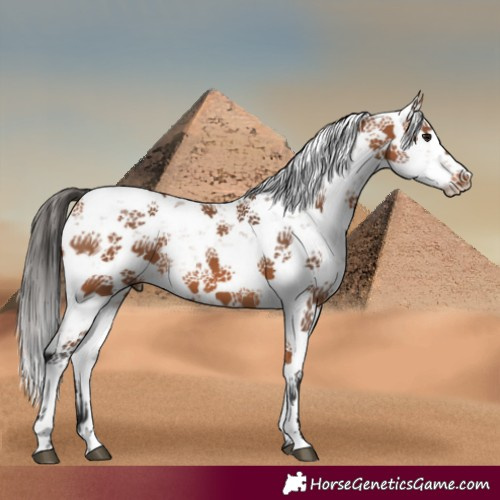 Horse Color:Bay Sabino 