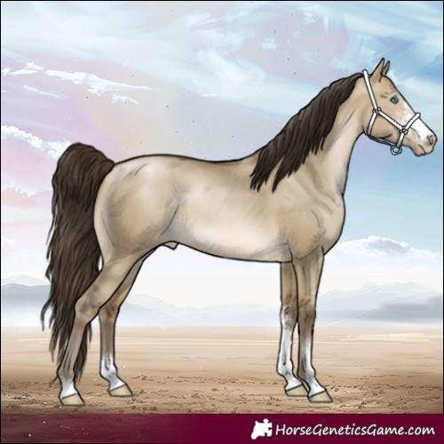 Horse Color:Gray Buckskin Pearl Dun Sabino Rabicano 