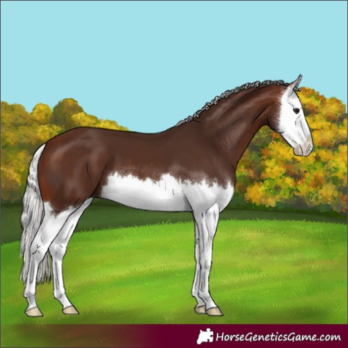 Horse Color:Silver Brown Splash 