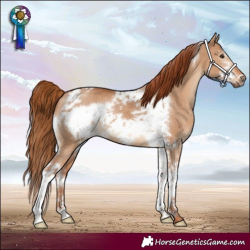 Horse Color:Red Dun Sabino Tobiano Frame