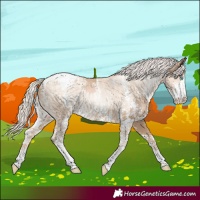Horse Color:Chocolate Palomino Pearl Sabino Appaloosa Rabicano and Gold Cream Champagne Pearl Sabino Appaloosa Rabicano