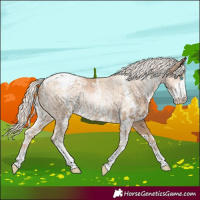 Horse Color:Chocolate Palomino Pearl Sabino Varnish Rabicano and Gold Cream Champagne Pearl Sabino Varnish Rabicano