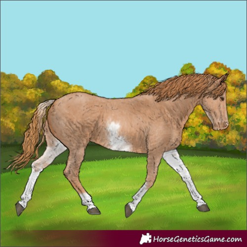 Horse Color:White Spotted Chestnut Sabino Appaloosa