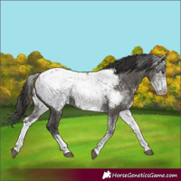 Horse Color:White Spotted Grullo Appaloosa Rabicano  and Gray White Spotted Grullo Appaloosa Rabicano 