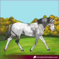 Horse Color:White Spotted Grullo Snowcap Rabicano  and Gray White Spotted Grullo Snowcap Rabicano 