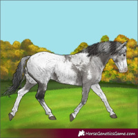 Horse Color:White Spotted Grullo Appaloosa Rabicano and Gray White Spotted Grullo Appaloosa Rabicano