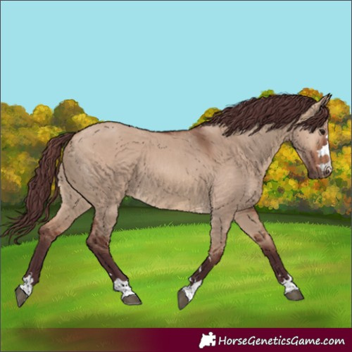Horse Color:Chocolate Brown Dun 