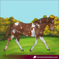 Horse Color:White Spotted Chestnut Tobiano 