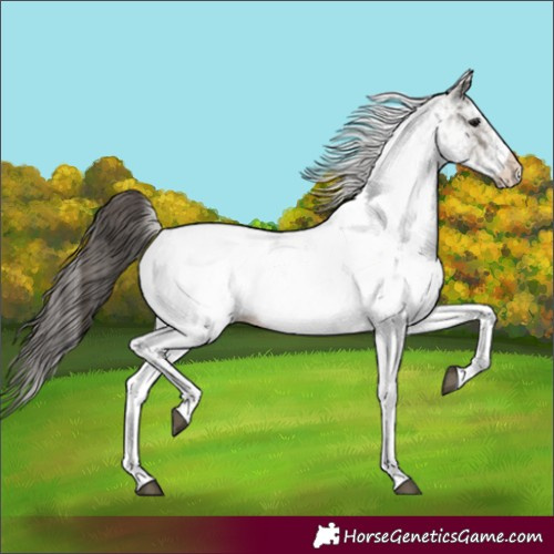 Horse Color:White Spotted Grullo Appaloosa Rabicano  and White Spotted Grullo Appaloosa Rabicano 