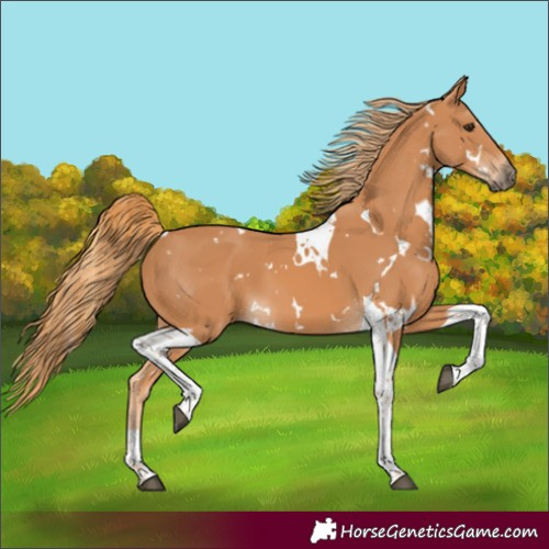 Horse Color:White Spotted Chestnut Tobiano