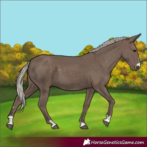 Horse Color:Silver Black 