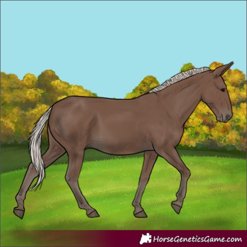 Horse Color:Silver Black