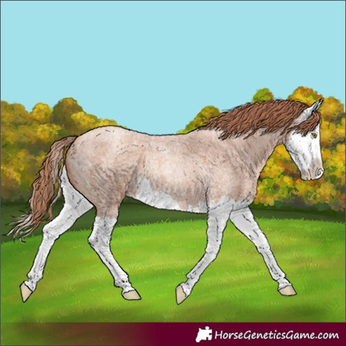 Horse Color:Gold Champagne Roan Splash