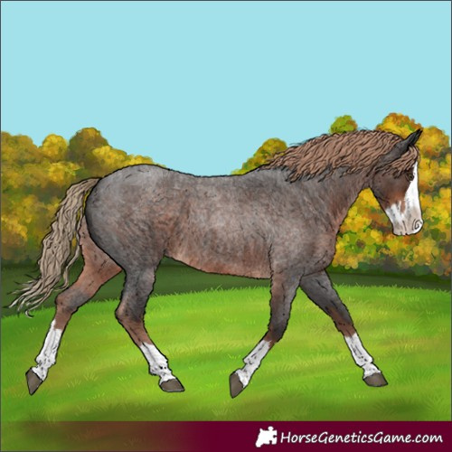 Horse Color:Liver Red Roan Splash 