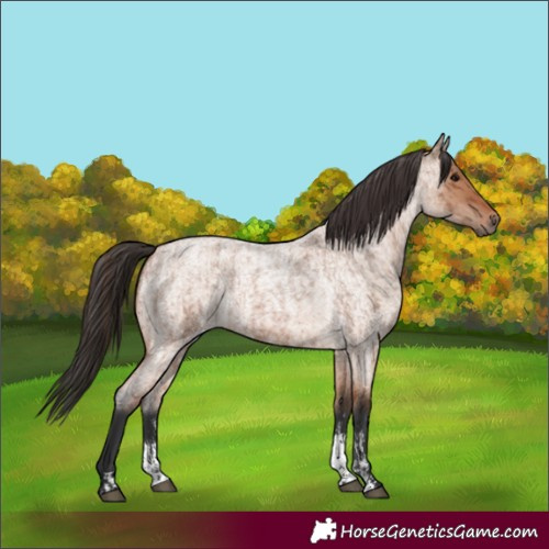 Horse Color:Bay Roan Sabino Rabicano  and Bay Roan Dun Sabino Rabicano 