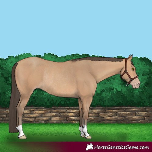 Horse Color:Amber Champagne Rabicano 