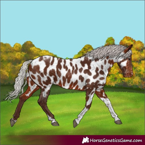 Horse Color:Silver Bay Tobiano Appaloosa 