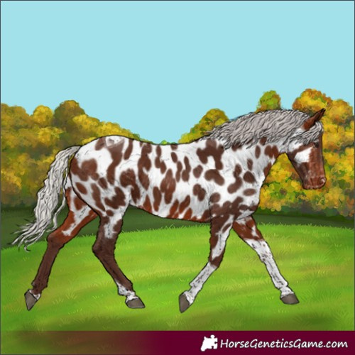 Horse Color:Silver Bay Tobiano Near Leopard