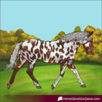 Horse Color:Silver Bay Tobiano Appaloosa 