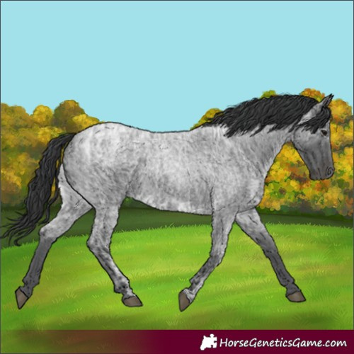 Horse Color:Blue Ice Roan  and Blue Ice Roan 
